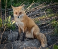 red fox, Hayward Shoreline